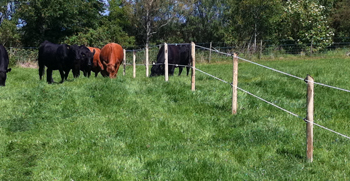 electric fence