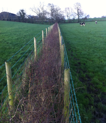 HEDGE LAYING