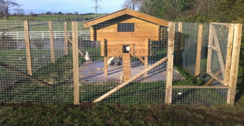 Chicken Coop/Dog Run